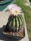 Preview: Acanthocalycium spiniflorum